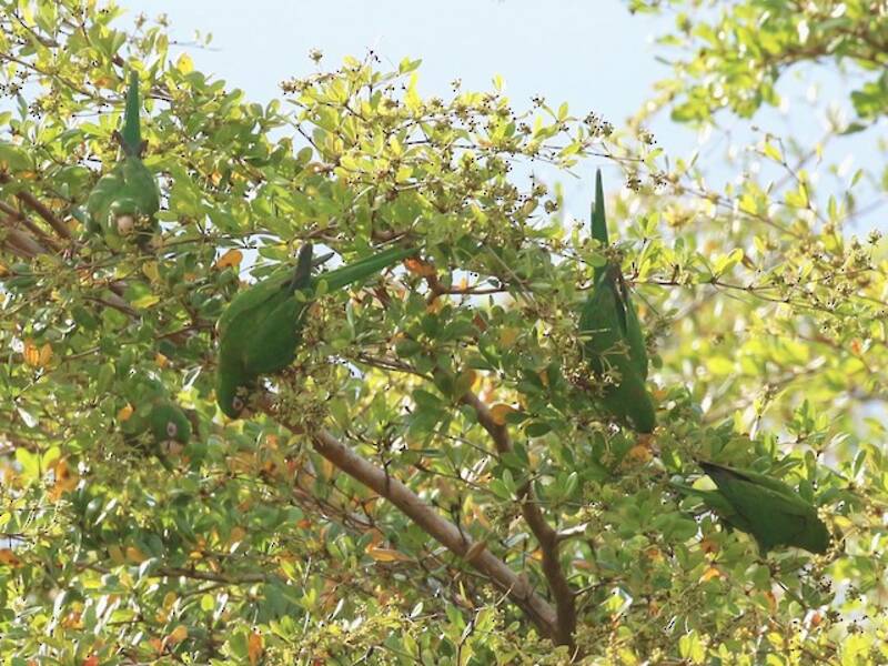 Cuban Parakeet