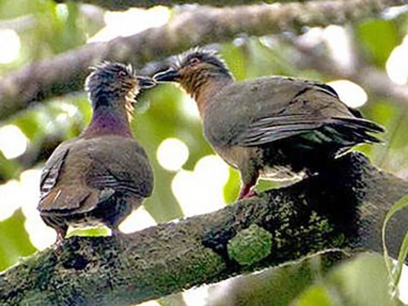 Tawitawi Brown-Dove