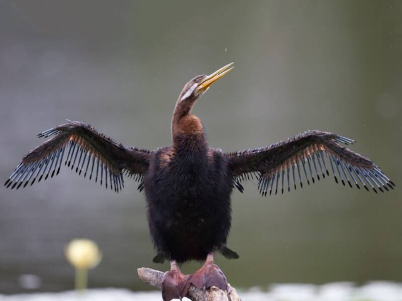 Australasian Darter
