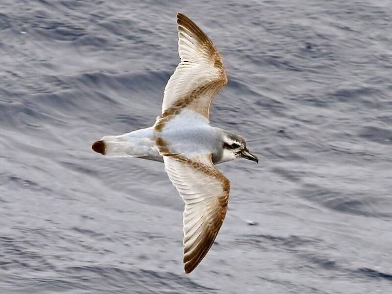 Antarctic Prion