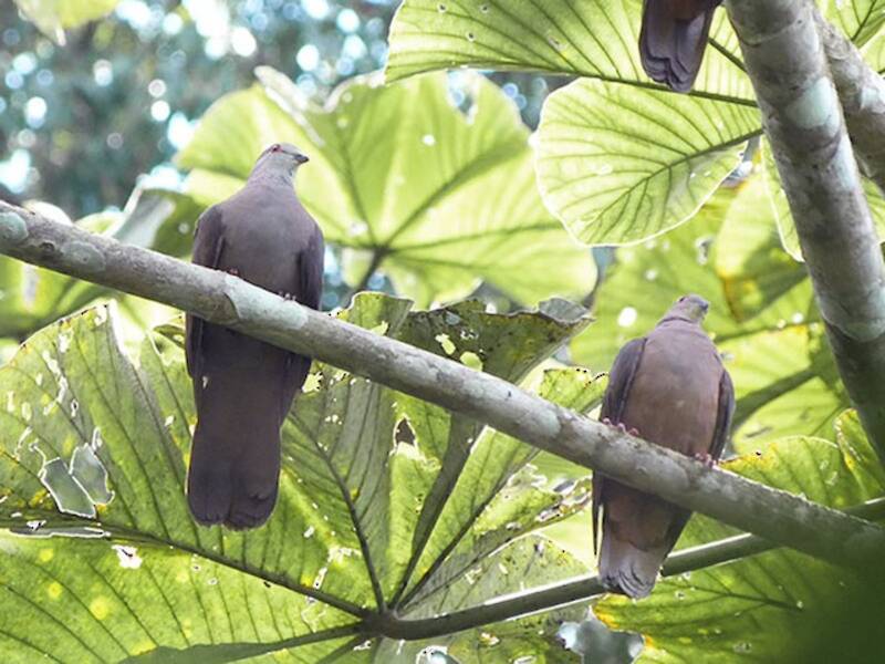Dusky Pigeon