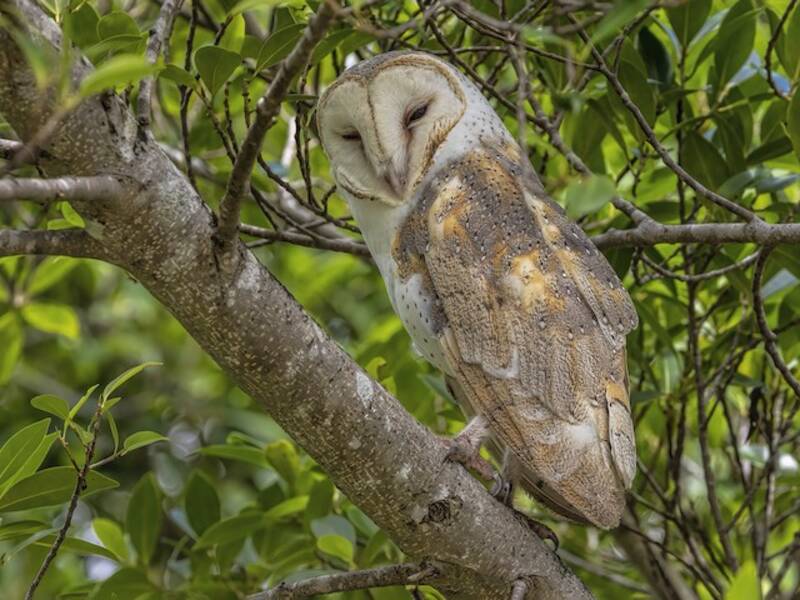 Eastern Barn Owl