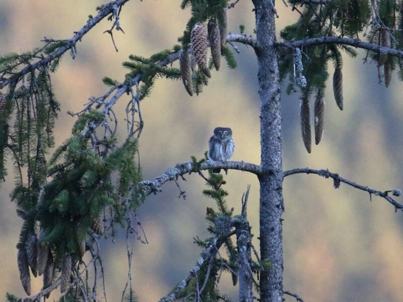 Eurasian Pygmy-Owl