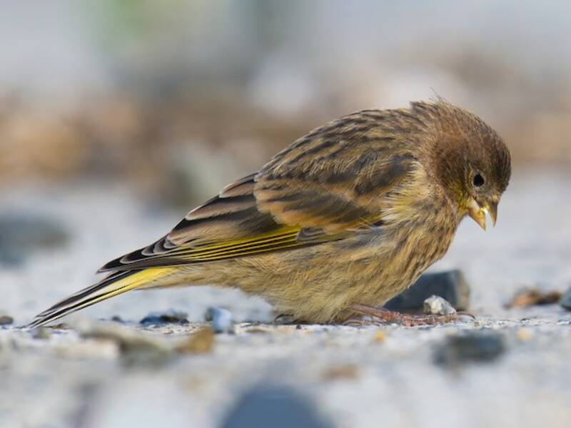 Fire-fronted Serin