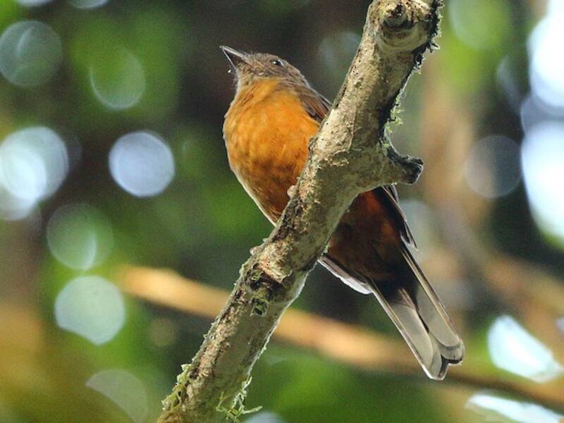 Finsch's Flycatcher-Thrush