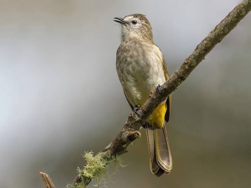 Pale-faced Bulbul