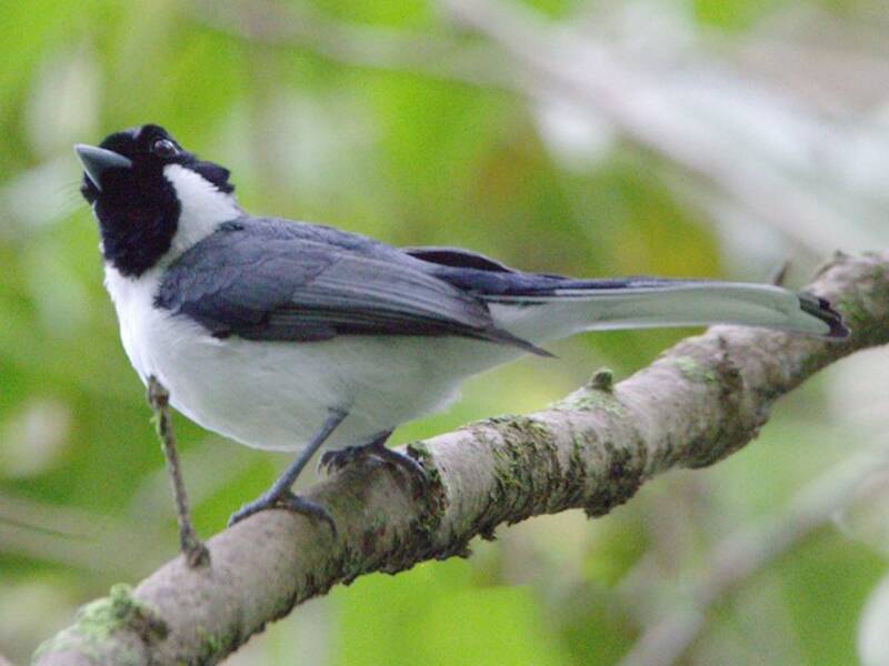 Floresmonarch
