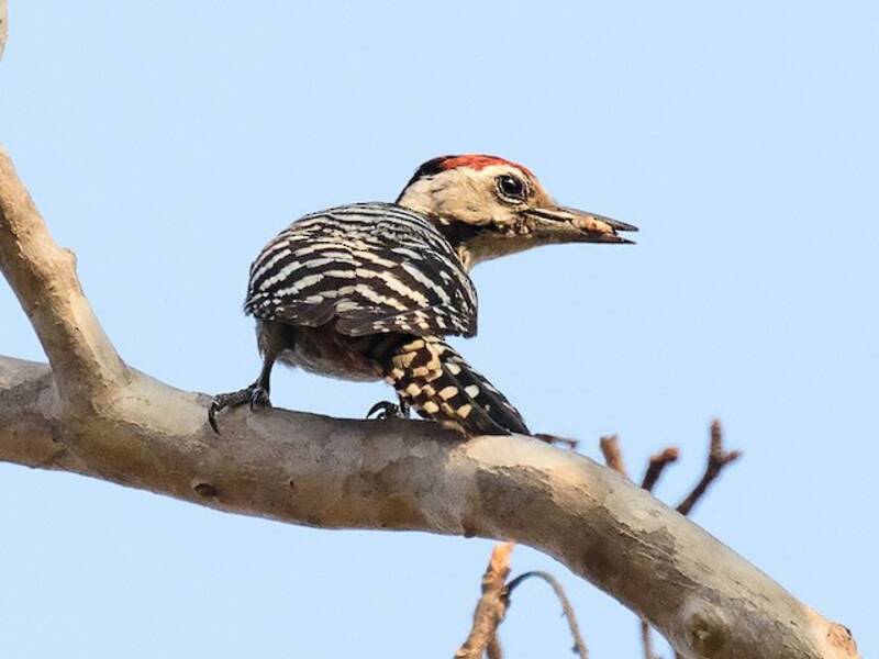 Freckle-breasted Woodpecker