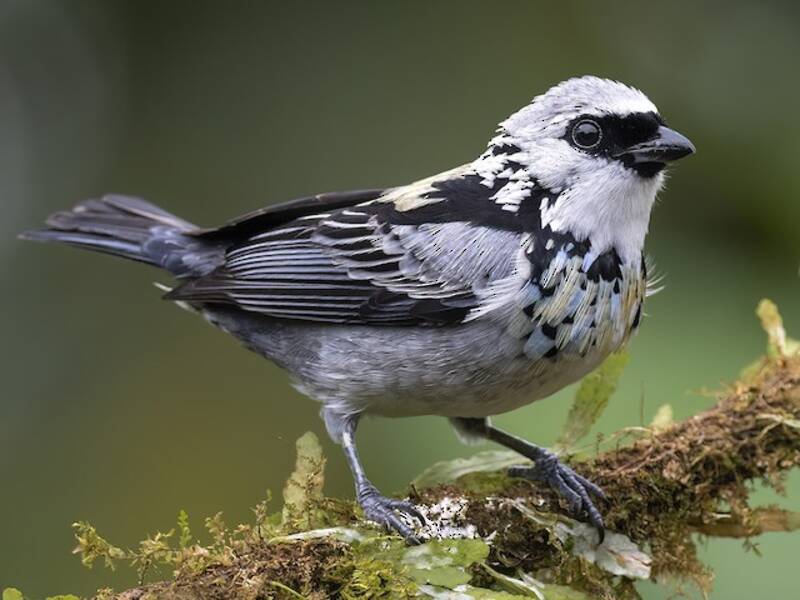 Graugoldtanager