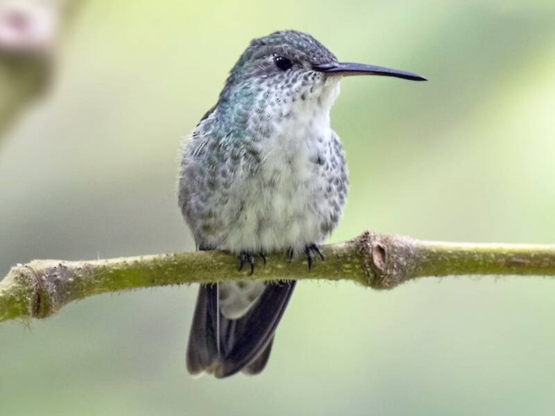 Grünweißer Kolibri