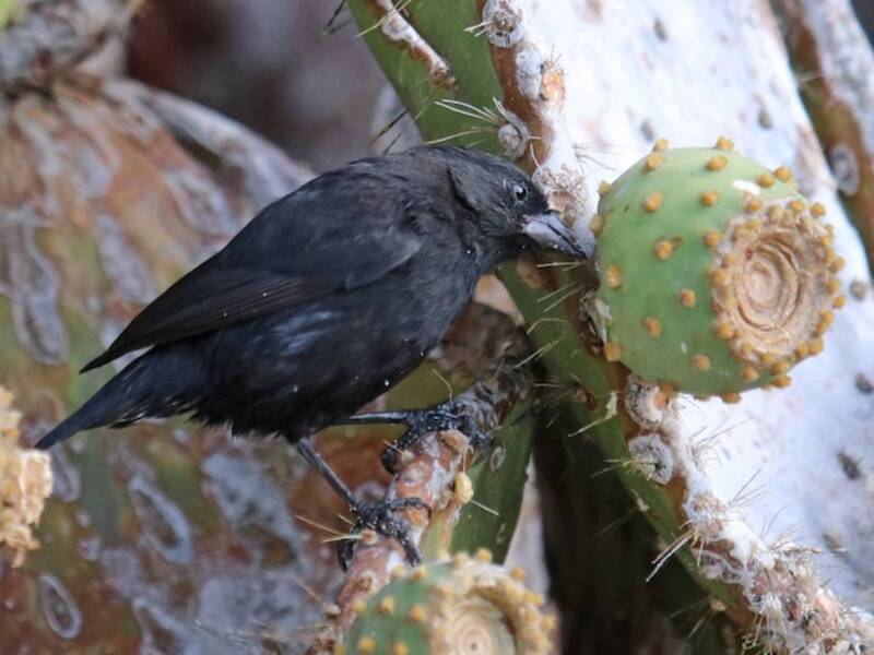 Genovesa Cactus-Finch