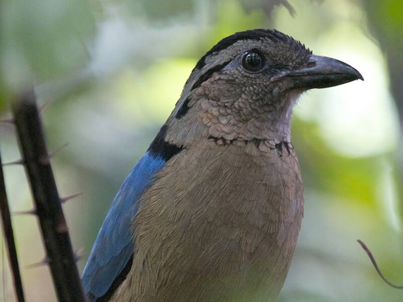 Pitta gigante