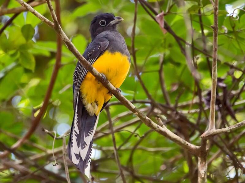 Grünrücken-Trogon