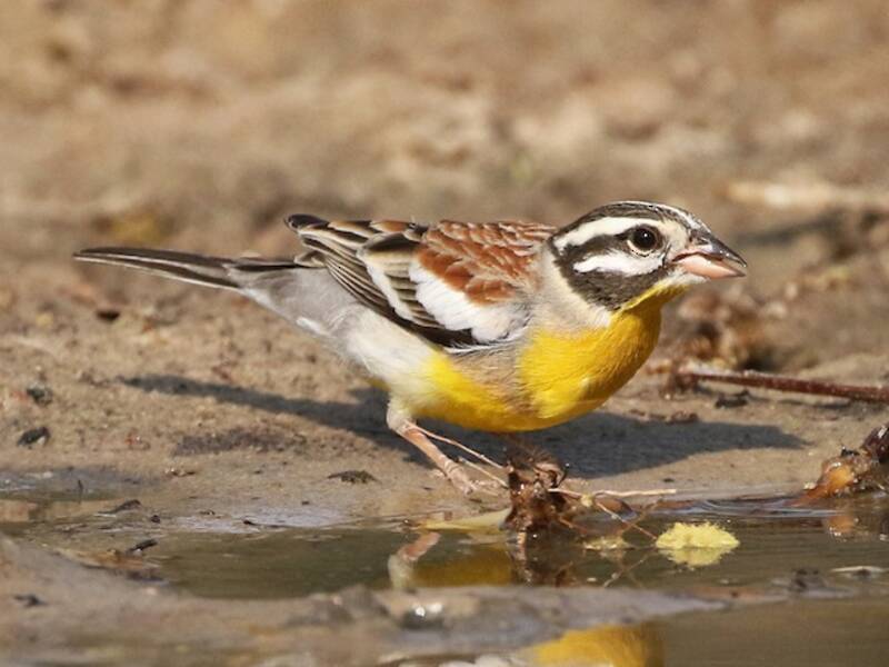Zigolo pettogiallo