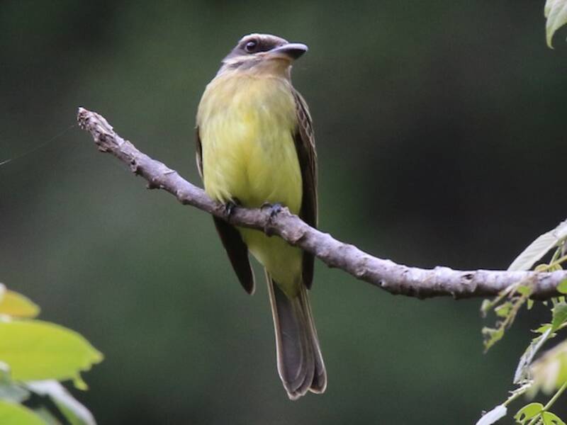Golden-crowned Flycatcher