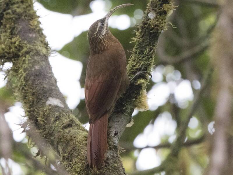 Greater Scythebill