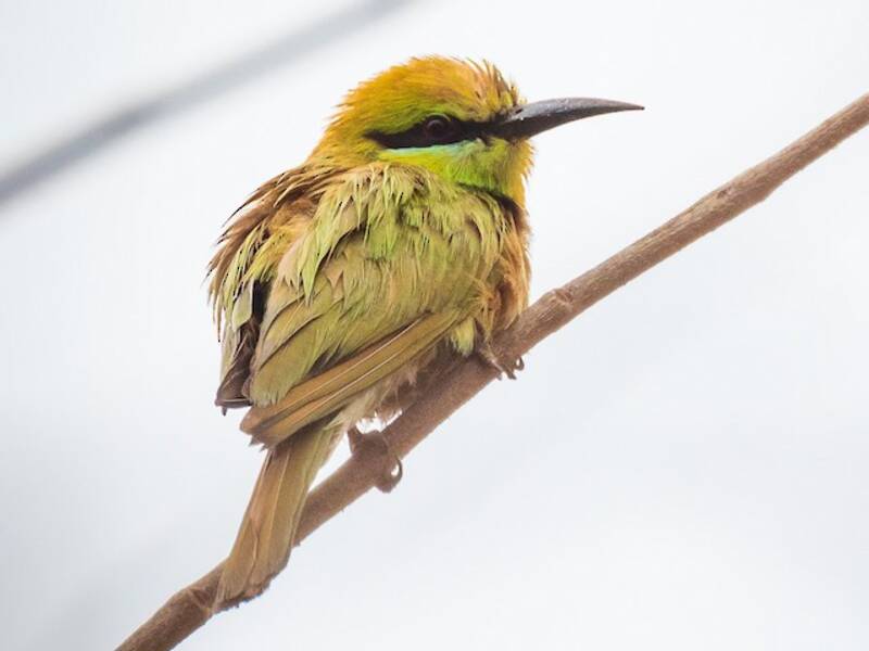 African Green Bee-eater