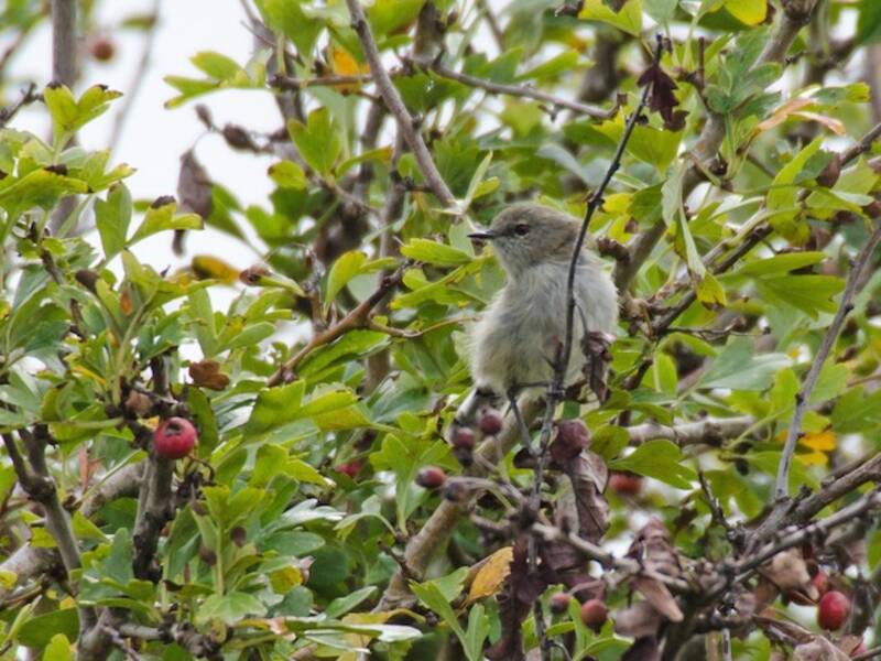 Gray Gerygone