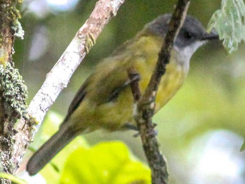 Guadalcanal Hooded Whistler