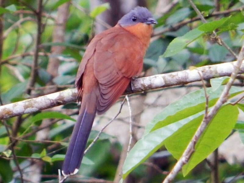 Cuculo testagrigia