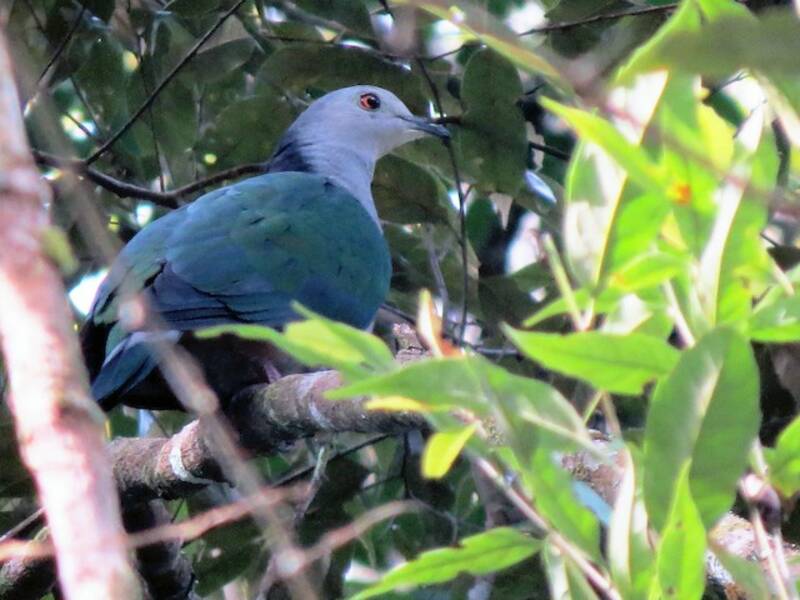 Gray-headed Imperial-Pigeon