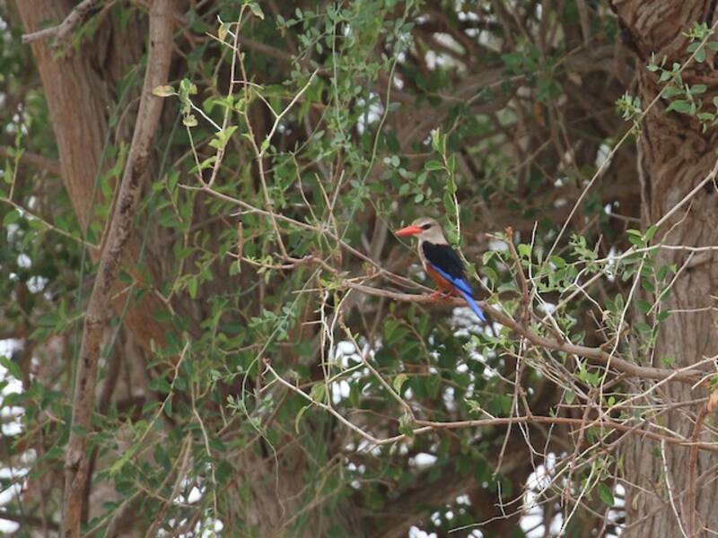 Gray-headed Kingfisher