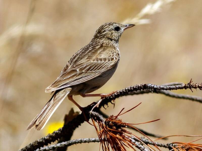 Hellmayr's Pipit