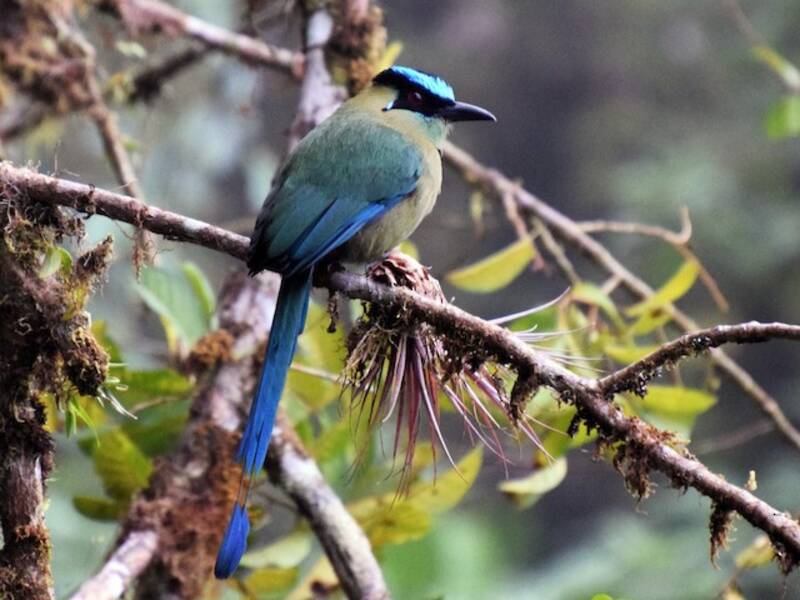 Motmot andino