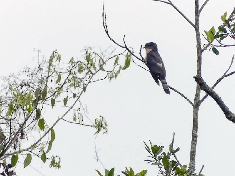 Cuculo sparviere di Hodgson