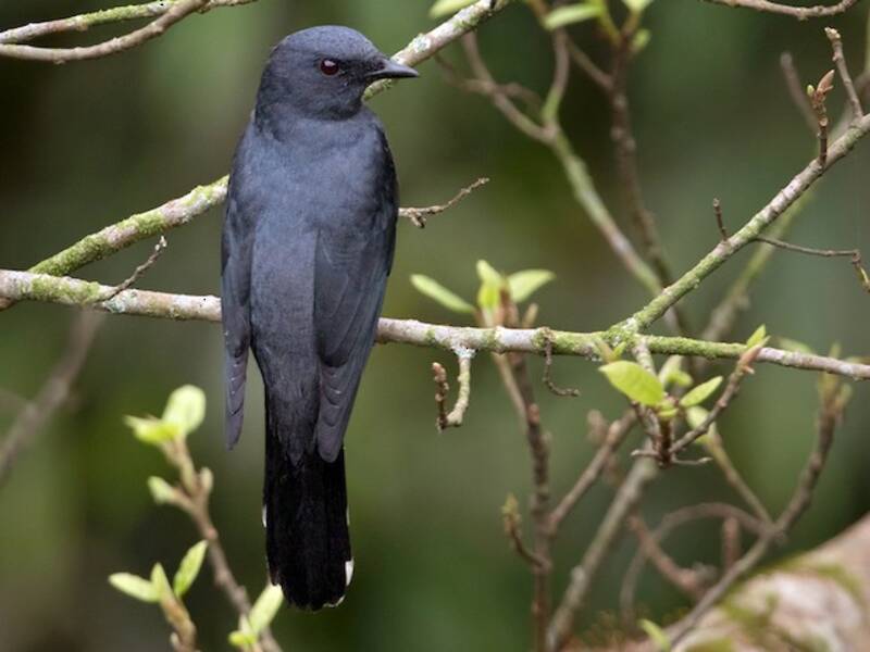 Indochinese Cuckooshrike