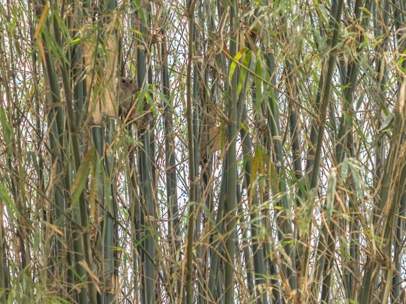 Indian Scops-Owl