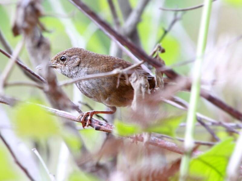 Buscarla javanesa