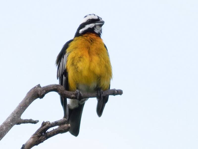 Jamaican Spindalis
