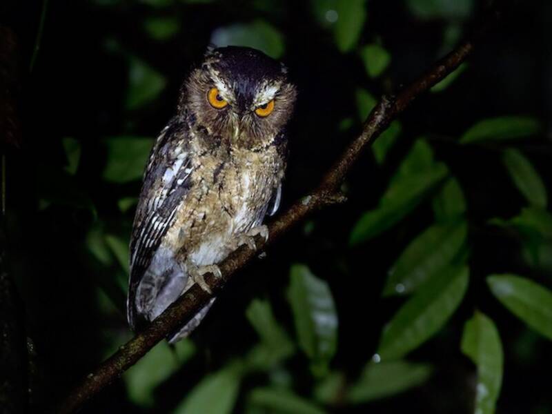 Javan Scops-Owl