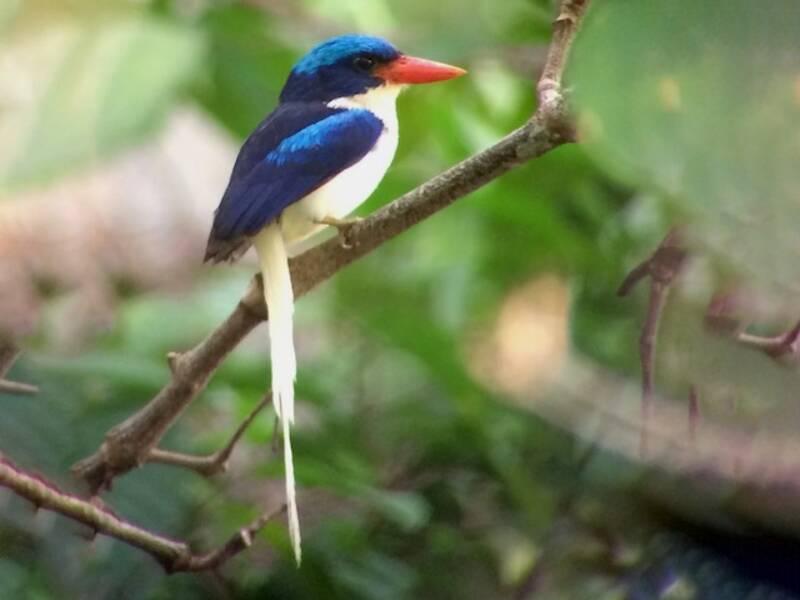 Kofiau Paradise-Kingfisher