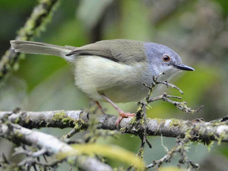 Apalis di Kungwe