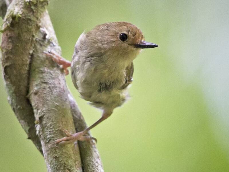 Large-billed Scrubwren