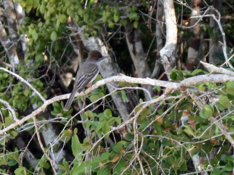 La Sagra's Flycatcher