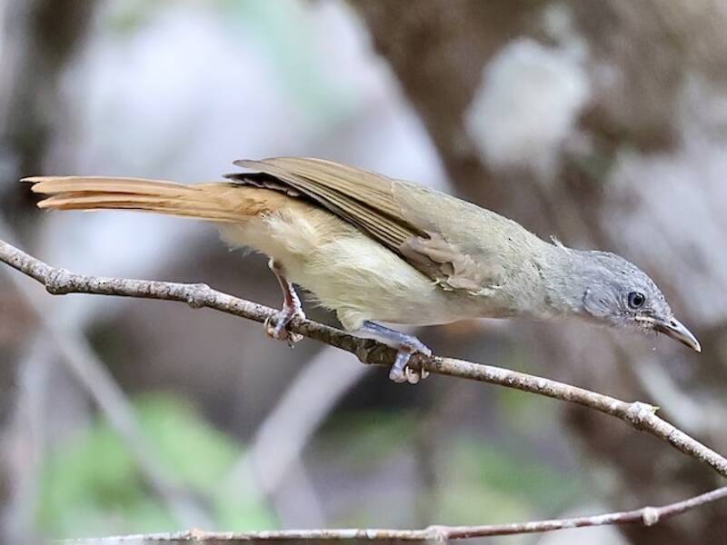 Phyllastrephus