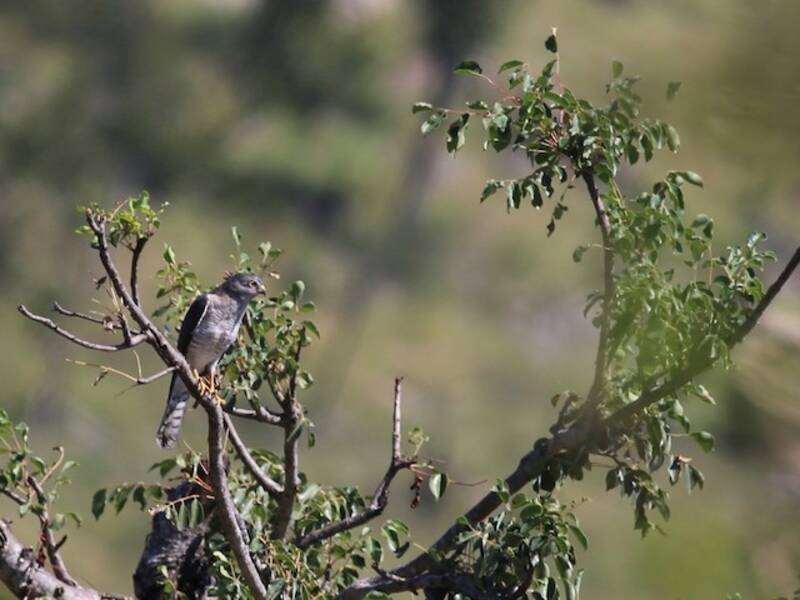 Little Sparrowhawk
