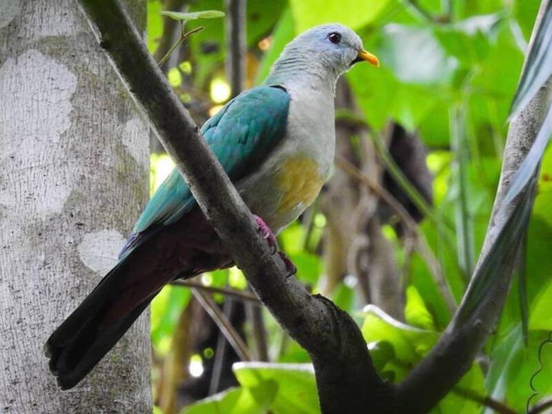 Maroon-chinned Fruit-Dove