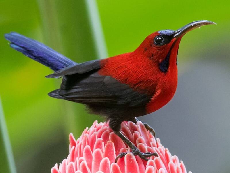 Magnificent Sunbird