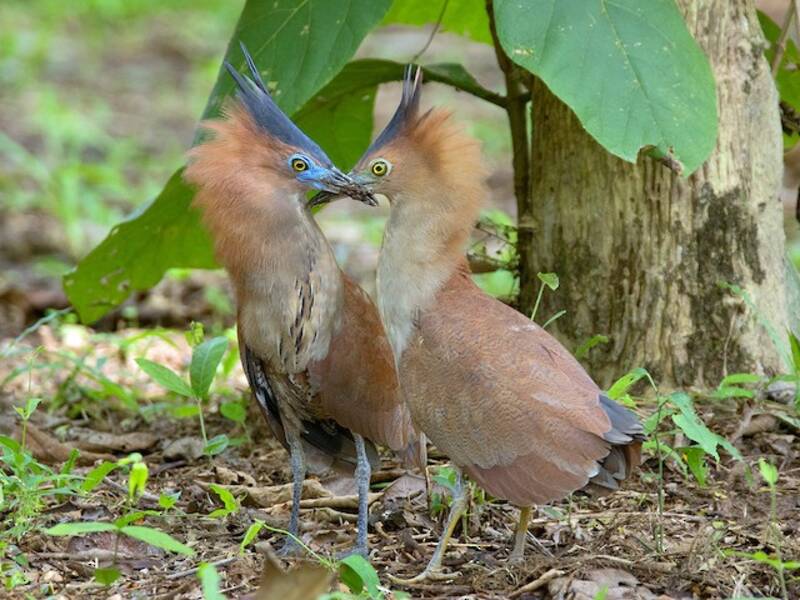 Malayan Night Heron