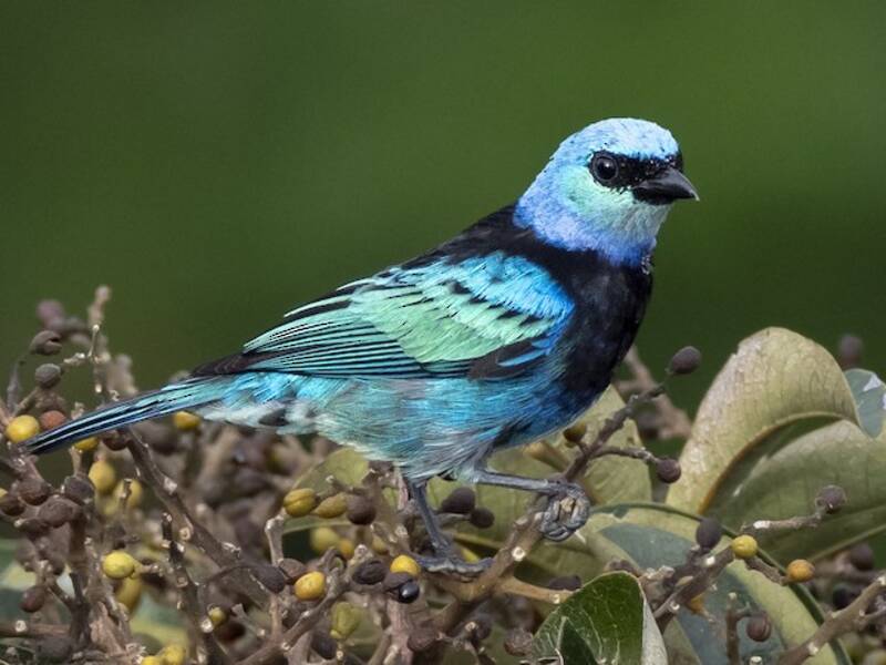 Tanagra mascherata