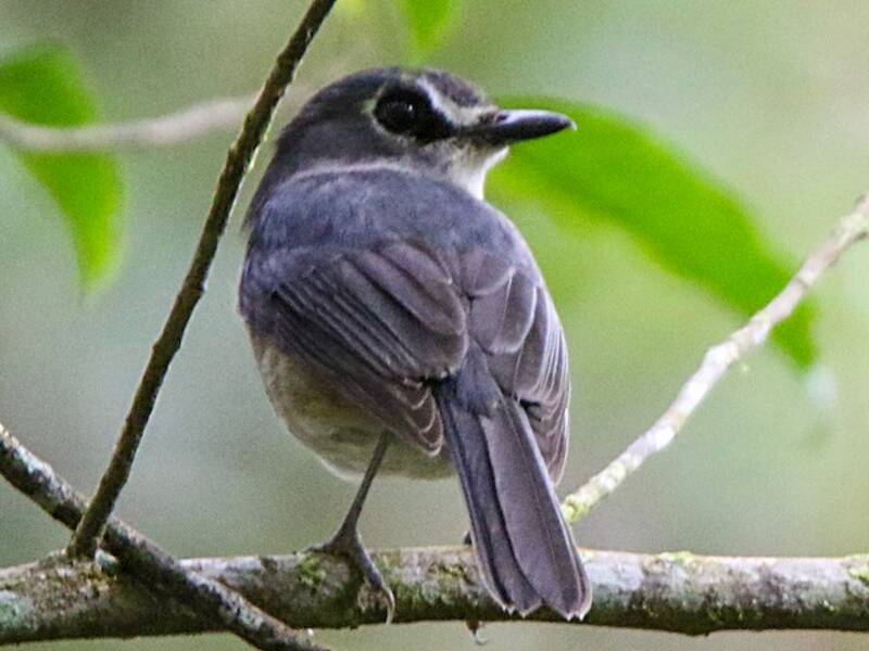 Pigliamosche della giungla di Mindanao