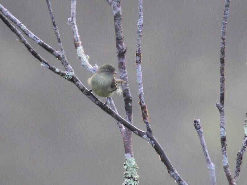 Mishana Tyrannulet