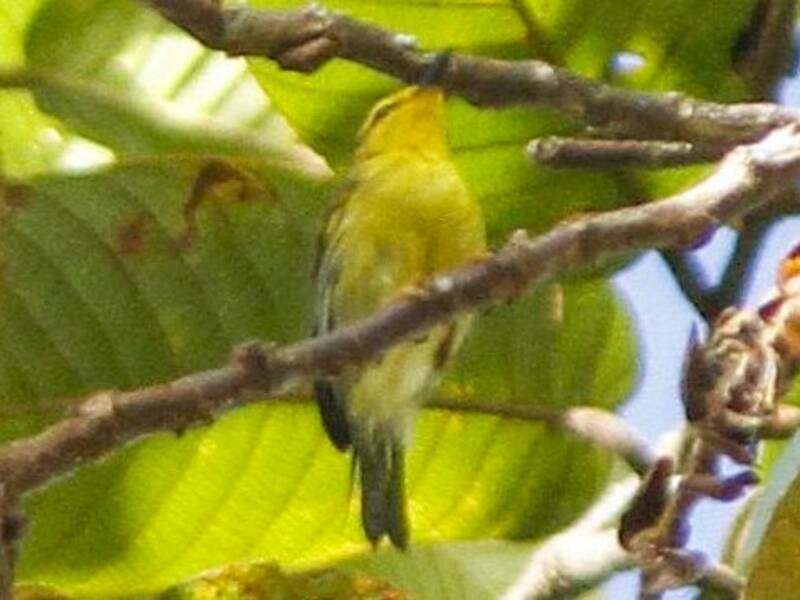 Mosquitero de Leyte