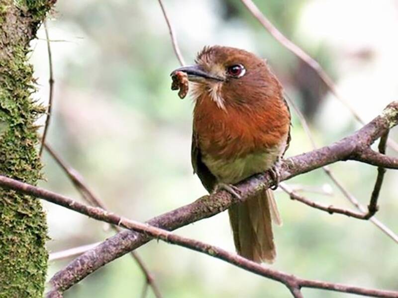 Moustached Puffbird