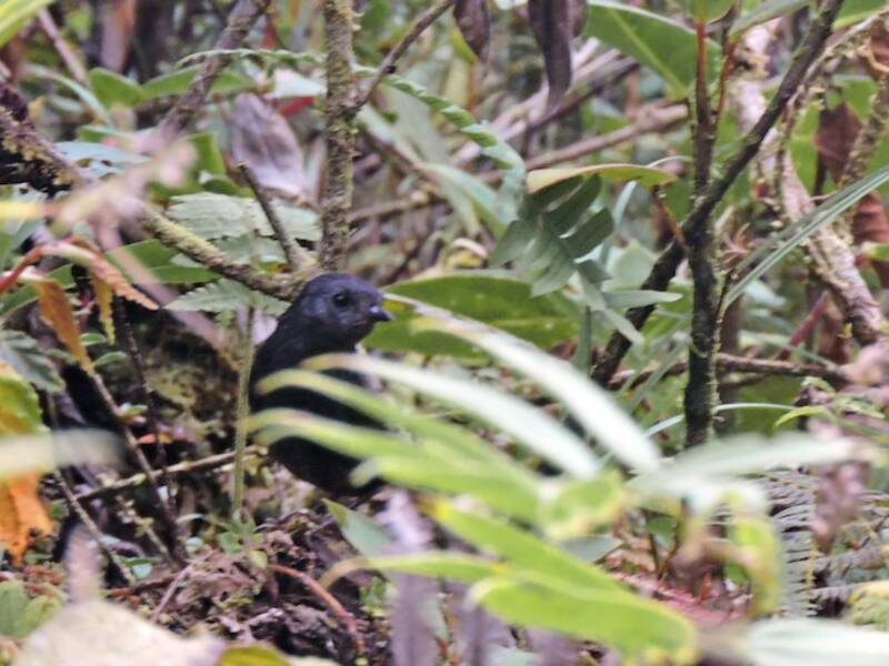 Tapaculo di Nariño