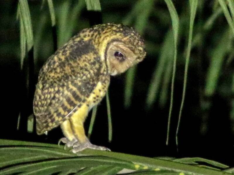 Golden Masked-Owl
